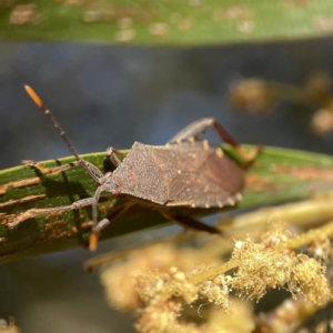 Amorbus sp. (genus) at Ainslie, ACT - 29 Sep 2023