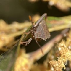 Amorbus sp. (genus) at Ainslie, ACT - 29 Sep 2023