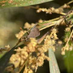 Amorbus sp. (genus) at Ainslie, ACT - 29 Sep 2023