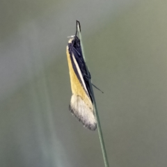 Philobota undescribed species near arabella (A concealer moth) at Higgins, ACT - 29 Sep 2023 by Untidy
