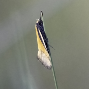 Philobota undescribed species near arabella at Higgins, ACT - 29 Sep 2023