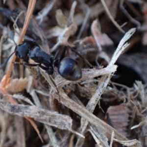 Polyrhachis phryne at Murrumbateman, NSW - 29 Sep 2023