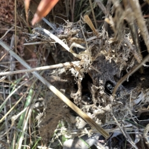 Polyrhachis phryne at Murrumbateman, NSW - 29 Sep 2023 04:30 PM