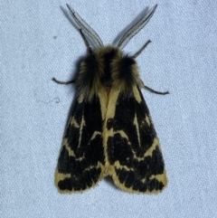 Ardices curvata (Crimson Tiger Moth) at Jerrabomberra, NSW - 29 Sep 2023 by SteveBorkowskis