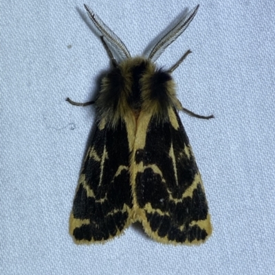 Ardices curvata (Crimson Tiger Moth) at Jerrabomberra, NSW - 29 Sep 2023 by SteveBorkowskis