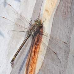 Anax papuensis (Australian Emperor) at Bobundara Nature Reserve - 27 Sep 2023 by Harrisi