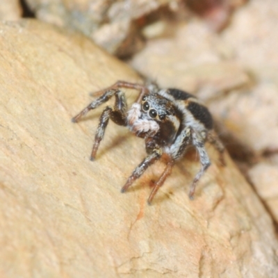 Euophryinae sp.(Undescribed) (subfamily) (A jumping spider) at Meringo Nature Reserve - 27 Sep 2023 by Harrisi