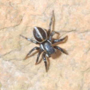 Euophryinae sp.(Undescribed) (subfamily) at Merriangaah, NSW - 27 Sep 2023