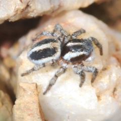 Euophryinae sp.(Undescribed) (subfamily) at Merriangaah, NSW - 27 Sep 2023