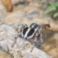 Euophryinae sp.(Undescribed) (subfamily) at Merriangaah, NSW - 27 Sep 2023