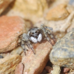 Euophryinae sp.(Undescribed) (subfamily) at Merriangaah, NSW - 27 Sep 2023