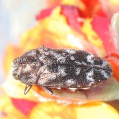 Ethonion reichei (A jewel beetle) at Endeavour Reserve (Bombala) - 27 Sep 2023 by Harrisi