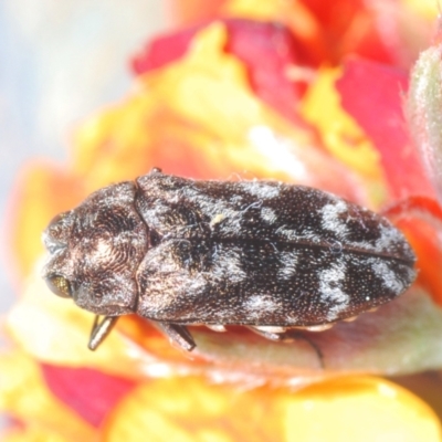 Ethonion reichei (A jewel beetle) at Endeavour Reserve (Bombala) - 27 Sep 2023 by Harrisi