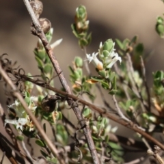 Brachyloma daphnoides (Daphne Heath) at Tuggeranong, ACT - 29 Sep 2023 by RodDeb