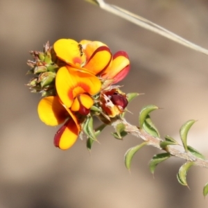 Pultenaea procumbens at Tuggeranong, ACT - 29 Sep 2023