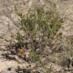 Pultenaea procumbens at Tuggeranong, ACT - 29 Sep 2023