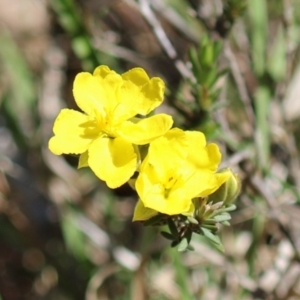 Hibbertia calycina at Tuggeranong, ACT - 29 Sep 2023