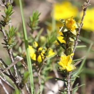 Hibbertia calycina at Tuggeranong, ACT - 29 Sep 2023 12:36 PM