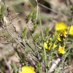 Hibbertia calycina at Tuggeranong, ACT - 29 Sep 2023 12:36 PM