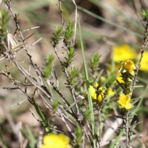 Hibbertia calycina at Tuggeranong, ACT - 29 Sep 2023 12:36 PM