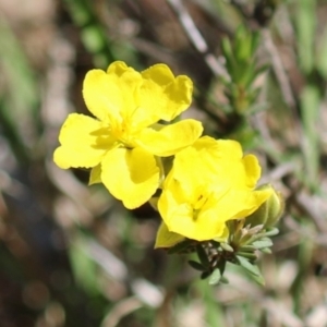 Hibbertia calycina at Tuggeranong, ACT - 29 Sep 2023 12:36 PM