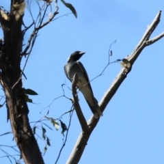 Coracina novaehollandiae at Tuggeranong, ACT - 29 Sep 2023