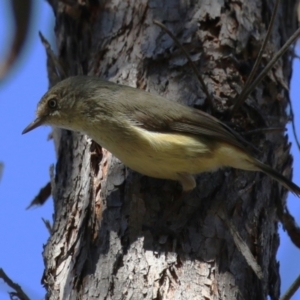 Acanthiza reguloides at Tuggeranong, ACT - 29 Sep 2023