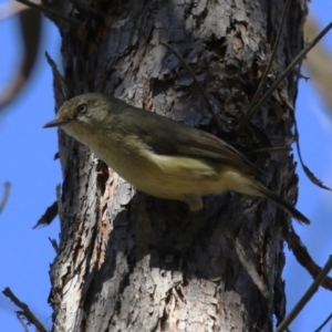 Acanthiza reguloides at Tuggeranong, ACT - 29 Sep 2023