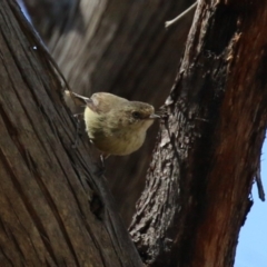 Acanthiza reguloides at Tuggeranong, ACT - 29 Sep 2023 12:33 PM