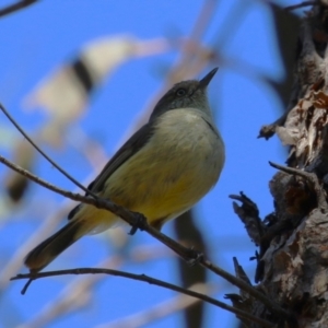 Acanthiza reguloides at Tuggeranong, ACT - 29 Sep 2023