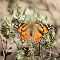 Vanessa kershawi (Australian Painted Lady) at Tuggeranong, ACT - 29 Sep 2023 by RodDeb