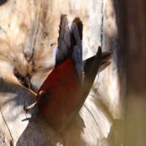 Platycercus elegans at Tuggeranong, ACT - 29 Sep 2023