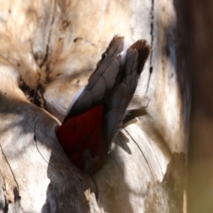 Platycercus elegans at Tuggeranong, ACT - 29 Sep 2023 12:26 PM