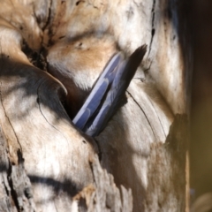 Platycercus elegans at Tuggeranong, ACT - 29 Sep 2023