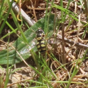 Simosyrphus grandicornis at Tuggeranong, ACT - 29 Sep 2023 12:31 PM