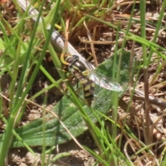 Simosyrphus grandicornis at Tuggeranong, ACT - 29 Sep 2023 12:31 PM