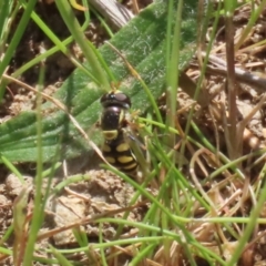 Simosyrphus grandicornis at Tuggeranong, ACT - 29 Sep 2023 12:31 PM