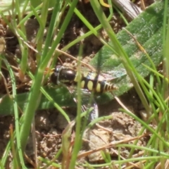 Simosyrphus grandicornis at Tuggeranong, ACT - 29 Sep 2023 12:31 PM