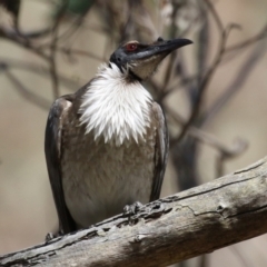 Philemon corniculatus (Noisy Friarbird) at Kambah Pool - 29 Sep 2023 by RodDeb