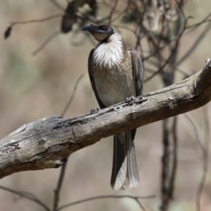 Philemon corniculatus at Tuggeranong, ACT - 29 Sep 2023