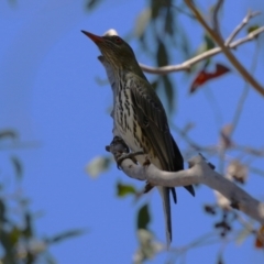 Oriolus sagittatus (Olive-backed Oriole) at Kambah Pool - 29 Sep 2023 by RodDeb