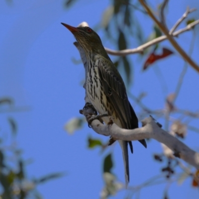 Oriolus sagittatus (Olive-backed Oriole) at Tuggeranong, ACT - 29 Sep 2023 by RodDeb