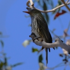 Oriolus sagittatus at Tuggeranong, ACT - 29 Sep 2023 11:40 AM