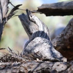 Podargus strigoides (Tawny Frogmouth) at Tuggeranong, ACT - 29 Sep 2023 by RodDeb