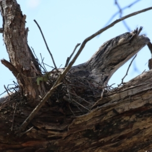 Podargus strigoides at Tuggeranong, ACT - 29 Sep 2023