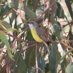 Gerygone olivacea (White-throated Gerygone) at Kambah Pool - 29 Sep 2023 by RodDeb