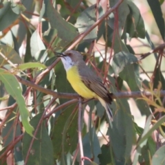 Gerygone olivacea at Tuggeranong, ACT - 29 Sep 2023