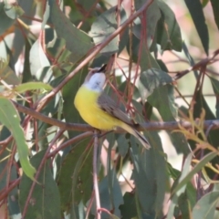 Gerygone olivacea at Tuggeranong, ACT - 29 Sep 2023