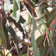 Gerygone olivacea at Tuggeranong, ACT - 29 Sep 2023