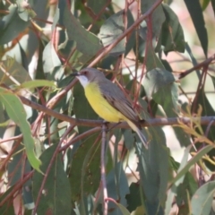 Gerygone olivacea at Tuggeranong, ACT - 29 Sep 2023 12:08 PM